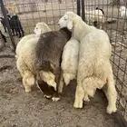 طليان حريه