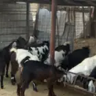 بيع تيوس عوارض
