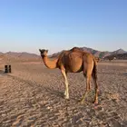 ناقه حمرا للبيع