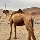 نياق للبيع