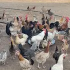 دجاج بلدي وبياض