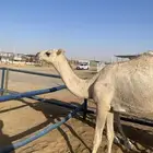 بكره مفروده جدها الحاكم