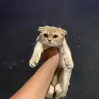 قطط سكوتش فولد