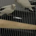 جوز روز البينو