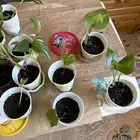 بوتس بريالين 2
