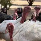 للبيع دجاج رومي ديوك الموقع الخرج