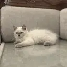 قطط للبيع