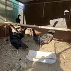 دجاج شامو اسود لاماع