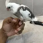 للبيع فرخ كروان كريمي