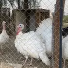 ديوك رومي