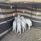 ست خرفان للبيع