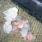 فروخ روز غار