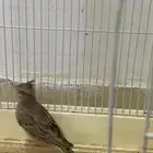 قوبعه تربيه