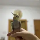 طائر كروان مع 2قفص كبير وصغير