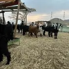 معزا عوارض