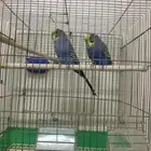 محاسن