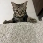 قط بنقالي انثى للتبني مجانا