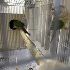 جوز كنيور منتج شرط