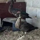 بط بح