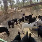 تيوس طيبه