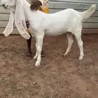 جفرة مطورة نادرة