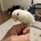 روز اليف جدا