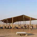 جذعان نعيمي فاخره وعلفها صحي مضمونه تصلح لجميع المناسبات