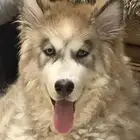 هاسكي بيور للبيع على السوم
