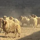 خرفان العمر8 شهور العدد10 طيبات النسبه علئ الشاري