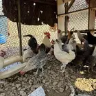 دجاج بلدي بياض