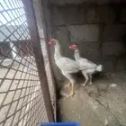 جوز سندي