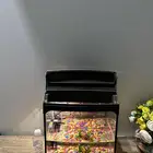 سمك زينه مع الحوض