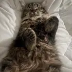 للبيع مع أغراضها قط شيرازي انثى