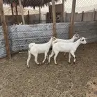 جفار فل