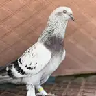 للبيع اتراك