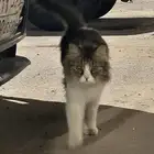 قط ضايع في الشارع مدري وش جنسه اليف تواصل اذا تعرف راعيه