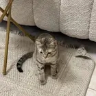 قطط لتبني
