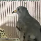 يمام الضفدع ( ذكر )