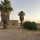 نخل امريكي بطول 5 متر 2 وعدد5 بطول 2 5