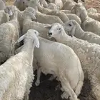 طليان مناسبات العدد 20