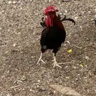القيصومة الخالديه