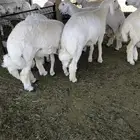 ذبايح بريه