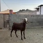 للبيع تيس فحل