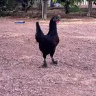 دجاج براهما