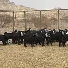 تيوس