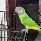 ببغاء سنقالي اليويو