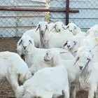 بهم حبص تربيه