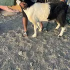 عنز للبيع
