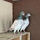 تم البيع