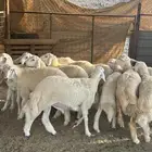 طليان جبره من إنتاج المراح